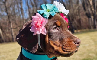 Red and Rust Colored Leather & Lace Dobermans Doberman Pinscher for Lebanon, OH