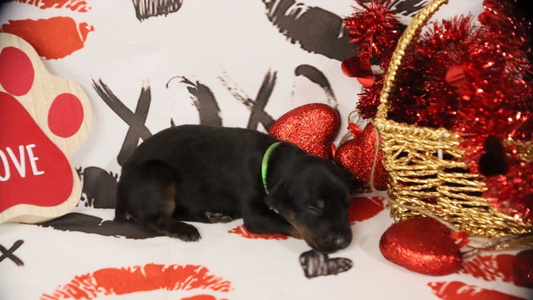 Black and Rust Colored Royal Dynasty Dobermann Kennel