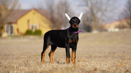 Black and Rust Colored Elite European Canines