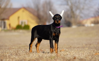 Black and Rust Colored Elite European Canines Doberman Pinscher for Augusta, KS