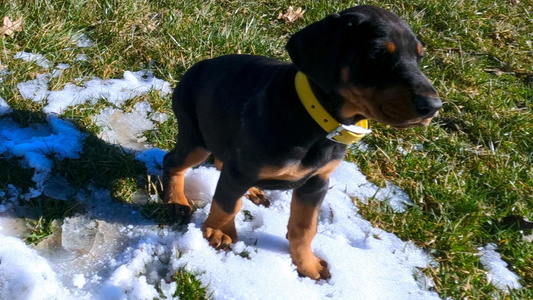 Black and Rust Colored Battle Creek Dobermans