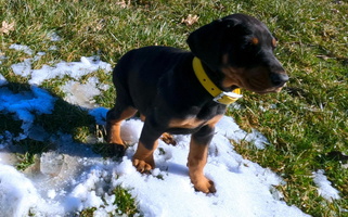 Black and Rust Colored Battle Creek Dobermans Doberman Pinscher for Blanchester, OH