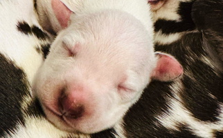 White and liver brown Colored Darrfield Dalmatian for Richmond, VA