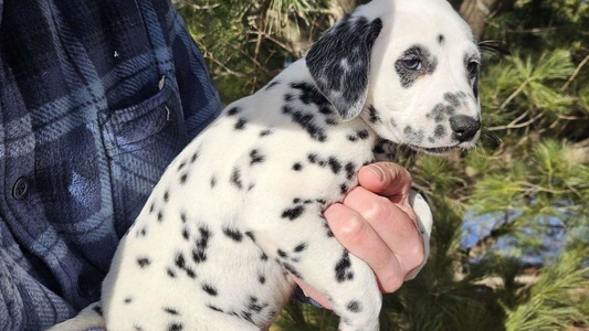 White and Black Colored Rock Creek Dalmatians