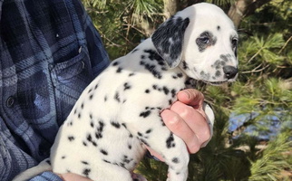 White and Black Colored Rock Creek Dalmatians Dalmatian for Pine City, MN