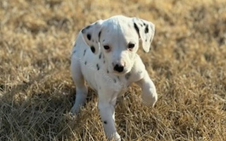 White and black Colored County-Line Critters Dalmatian for Kansas City, MO