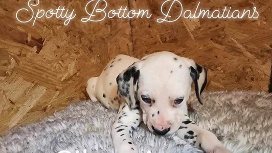 White and black Colored Spotty Bottom Dalmatians