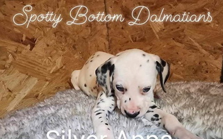 White and black Colored Spotty Bottom Dalmatians Dalmatian for Thayer, MO