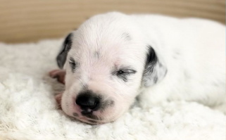 White and black Colored RockADal Farm Dalmatian for Whiteville, TN