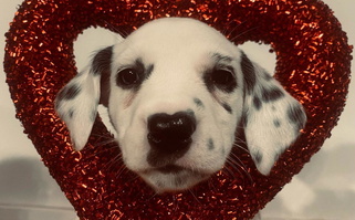 White and Black Colored Fortuna Farms Dalmatian for Micanopy, FL