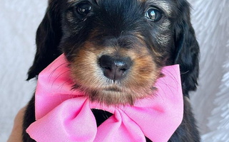 Black and Tan Colored Cute Taylored Dachshunds Dachshund for Steele, AL