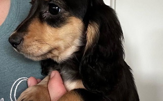 Black and Tan Colored Great Basin Hounds Dachshund for Cheyenne, WY