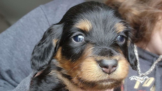 Black and Tan Colored Dozendachs