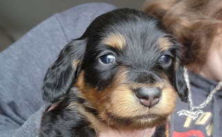 Black and Tan Colored Dozendachs Dachshund for Declo, ID