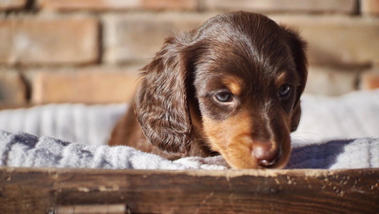 Chocolate and Tan Colored The Dachshund Den