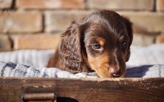 Chocolate and Tan Colored The Dachshund Den Dachshund for San Angelo, TX