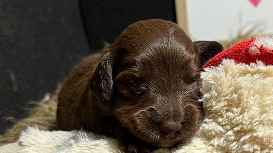 Chocolate and Tan Dachshunds Up North