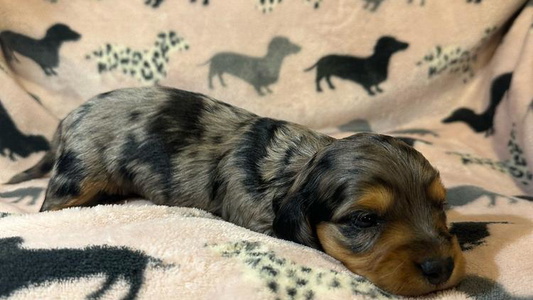 Chocolate Dapple Colored Shannon Dachshunds