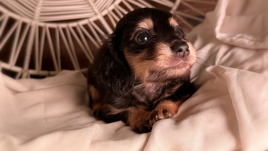 Black and Cream Colored Double A. Doxies