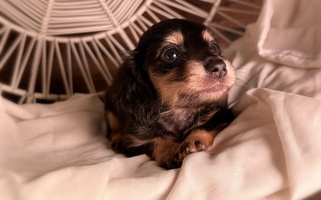 Black and Cream Colored Double A. Doxies Dachshund for New Albany, MS