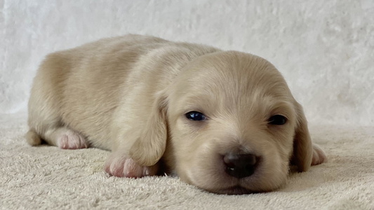 Cream Colored Charmm Dachshunds