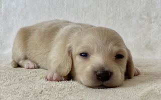 Cream Colored Charmm Dachshunds Dachshund for Ramsey, IL