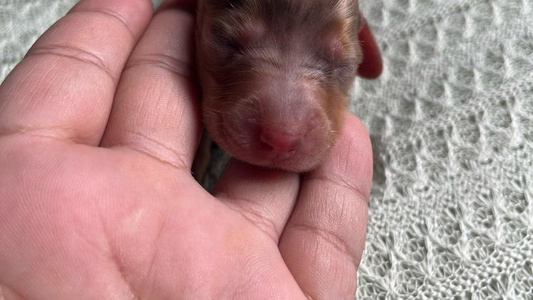 Red Dapple Colored Little Paws Dachshunds