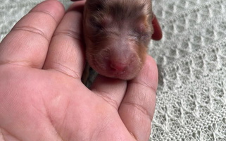 Red Dapple Colored Little Paws Dachshunds Dachshund for Corona, CA