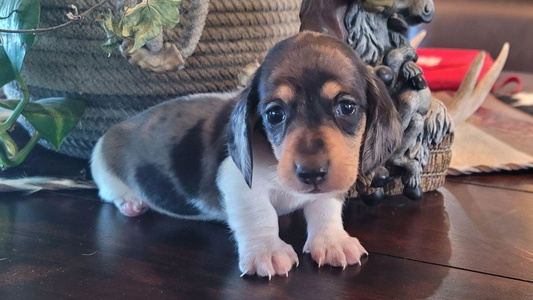 Chocolate Dapple Colored Country Doxies