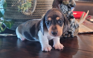 Chocolate Dapple Colored Country Doxies Dachshund for Cedar City, UT