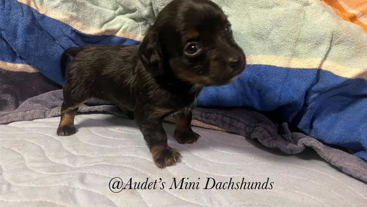 Black and Tan Colored Audet’s Mini Dachshunds