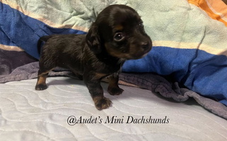 Black and Tan Colored Audet’s Mini Dachshunds Dachshund for East Barre, VT