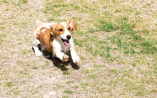 Red Colored Cute Rockindachs Dachshund for Milford, UT