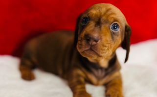 Red Colored Jen's Doxie Den Dachshund for Pensacola, FL