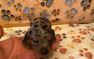 Dapple Colored Ross' Desert Doxies Dachshund for Stillwater, OK