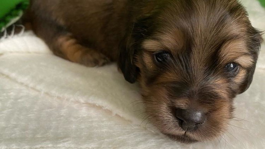 Cream Colored Wingert Doxie Angels