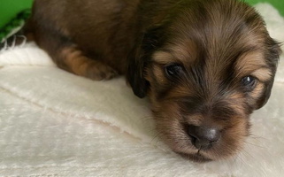 Cream Colored Wingert Doxie Angels Dachshund for Oacoma, SD