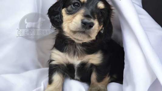 Black and Cream Colored OkieDoxieland Dachshunds