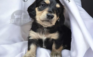 Black and Cream Colored OkieDoxieland Dachshunds Dachshund for Oklahoma City, OK