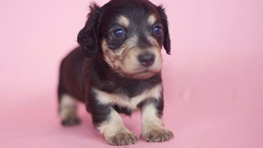 Black and cream Colored Turquoise River Minature Dachshunds