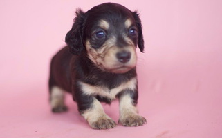 Black and cream Colored Turquoise River Minature Dachshunds Dachshund for Indiantown, FL