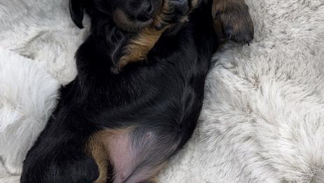 Black and tan Colored Utah County Dachshunds