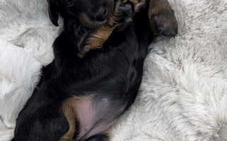 Black and tan Colored Utah County Dachshunds Dachshund for Mapleton, UT