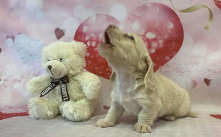 Cream Colored Pleasantdachs Minis Dachshund for Denton, GA