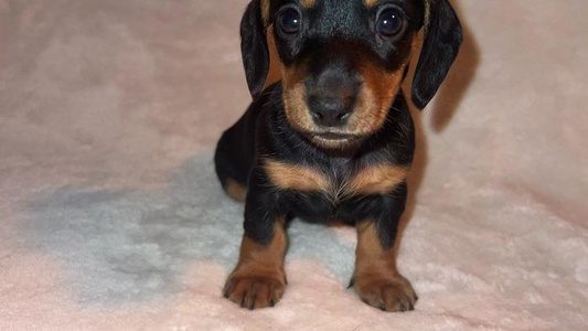 Black and tan Colored Appalachian Dachshunds