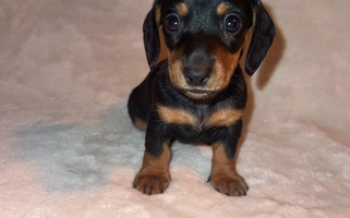 Black and tan Colored Appalachian Dachshunds Dachshund for Tazewell, VA