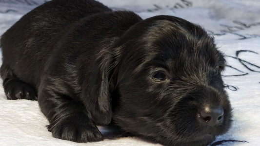 Black Colored Bumpkins Dachshunds