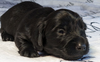 Black Colored Bumpkins Dachshunds Dachshund for Columbus, OH