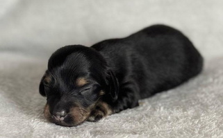 Black and cream Colored KNG FARMS Dachshund for Lake City, FL