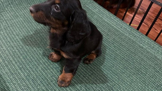 Black and tan Colored Gulfishan Kennels